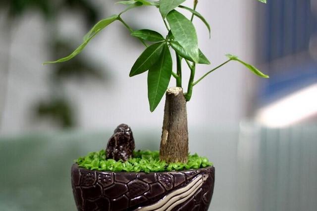 發財樹的養殖方法與注意事項